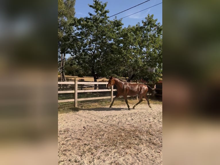 Cheval de Sport Belge Hongre 1 Année Bai cerise in Libramont