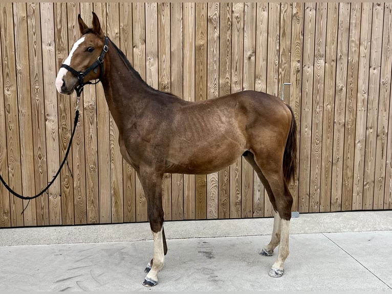 Cheval de Sport Belge Hongre 1 Année Bai cerise in Waremme