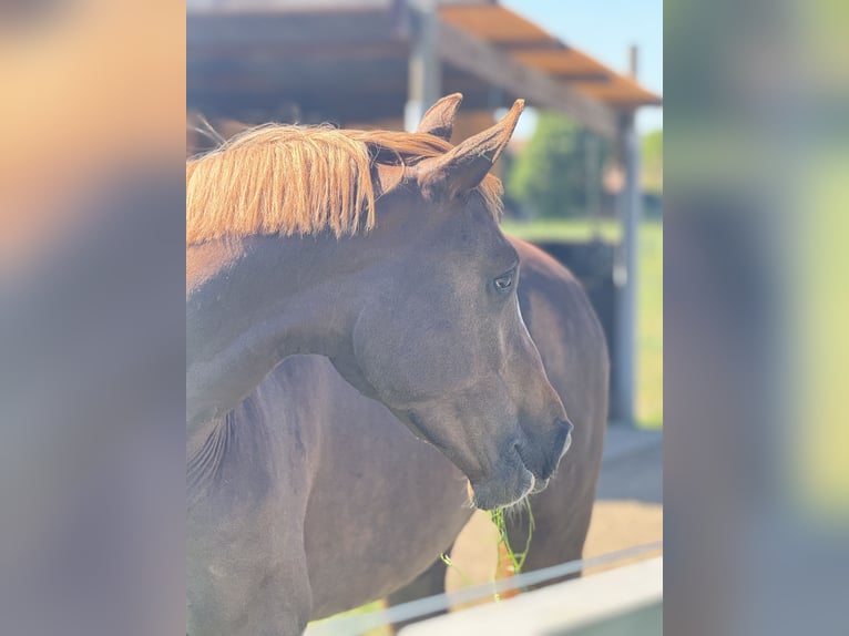 Cheval de Sport Belge Hongre 3 Ans 165 cm Alezan in Oudenaarde