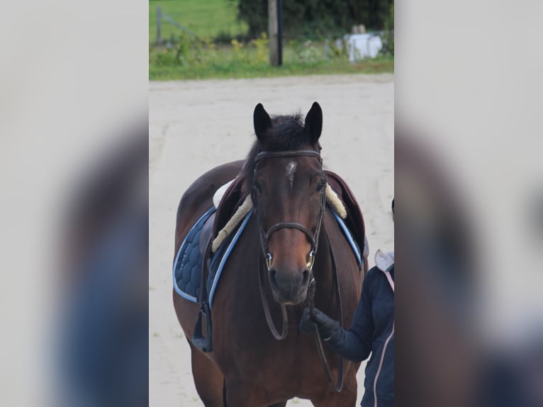 Cheval de Sport Belge Hongre 5 Ans 160 cm Bai brun in Ohey