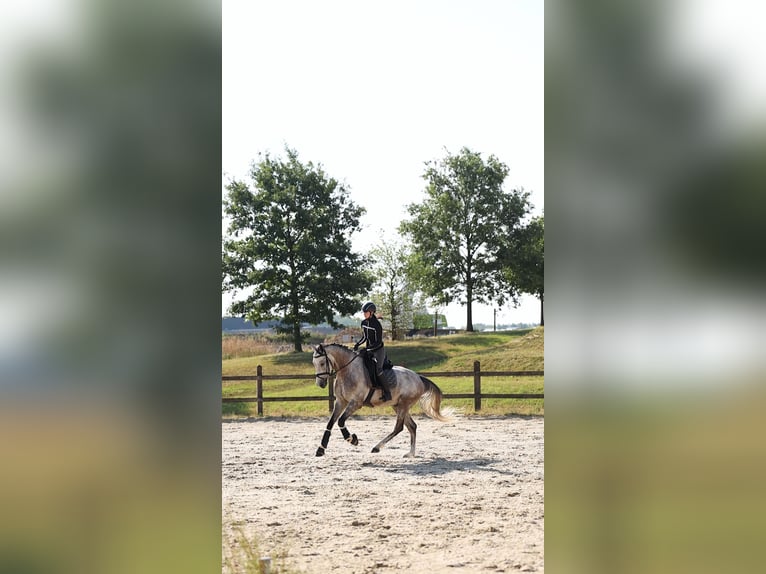 Cheval de Sport Belge Hongre 5 Ans 165 cm Gris in Leudelange