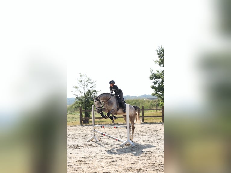 Cheval de Sport Belge Hongre 5 Ans 165 cm Gris in Leudelange