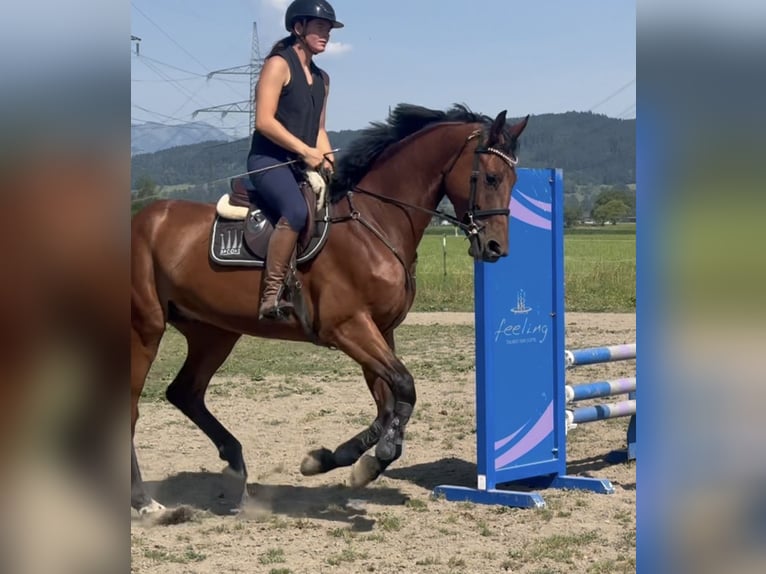 Cheval de Sport Belge Hongre 5 Ans 170 cm Bai in Schlins