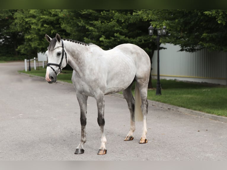 Cheval de Sport Belge Hongre 6 Ans 167 cm Gris in Schwäbisch Hall