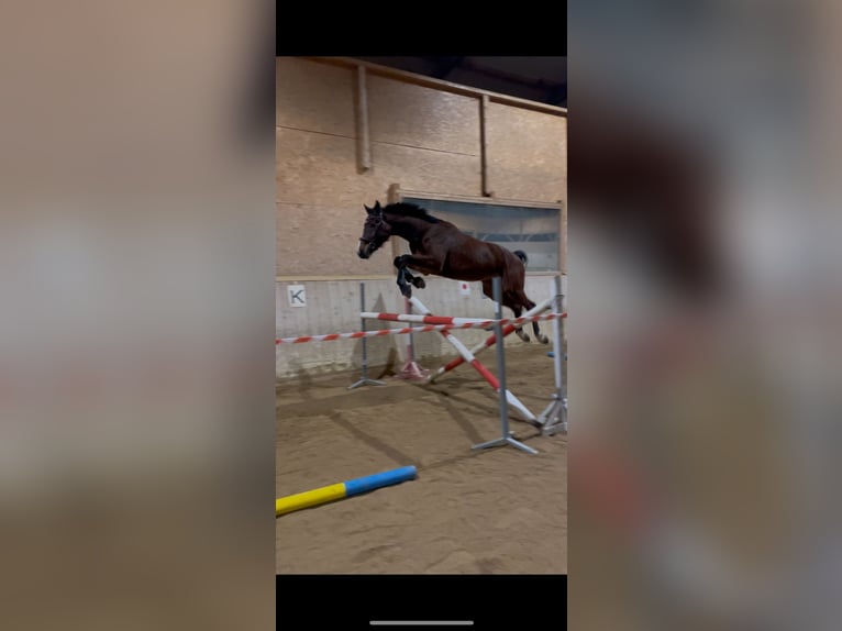 Cheval de Sport Belge Hongre 6 Ans 170 cm Bai in Oberwölbling