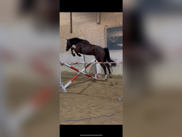 Cheval de Sport Belge Hongre 6 Ans 170 cm Bai in Oberwölbling