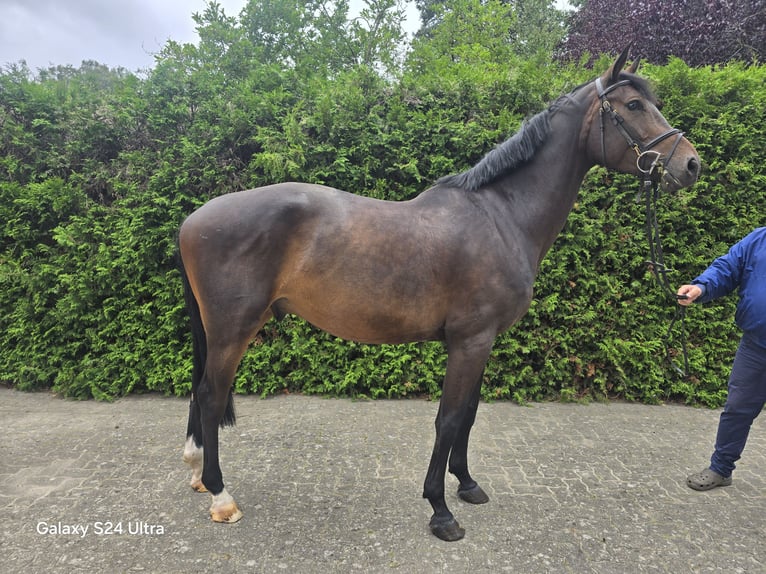 Cheval de Sport Belge Hongre 6 Ans 172 cm Bai brun in Steimbke