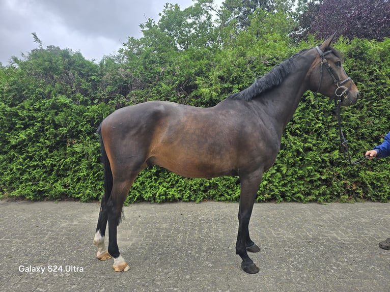 Cheval de Sport Belge Hongre 6 Ans 172 cm Bai brun in Steimbke