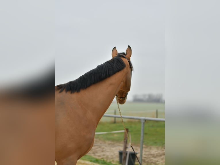 Cheval de Sport Belge Hongre 6 Ans 173 cm Bai clair in Geilenkirchen