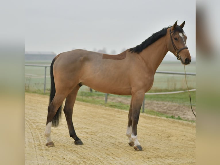 Cheval de Sport Belge Hongre 6 Ans 173 cm Bai clair in Geilenkirchen