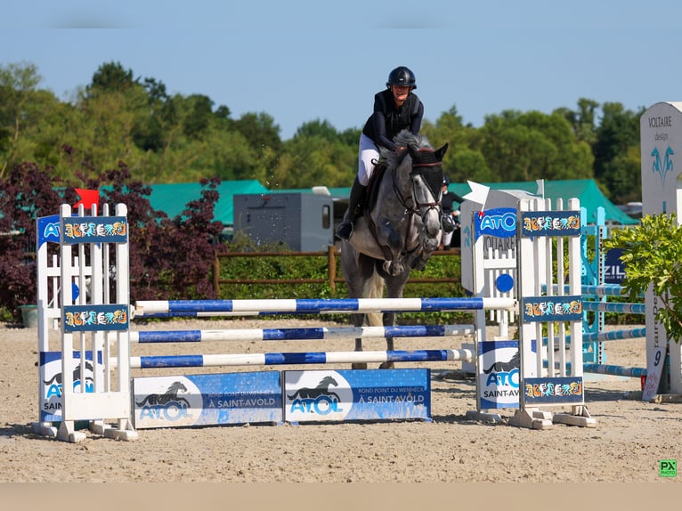 Cheval de Sport Belge Hongre 6 Ans 173 cm Gris in Chieulles