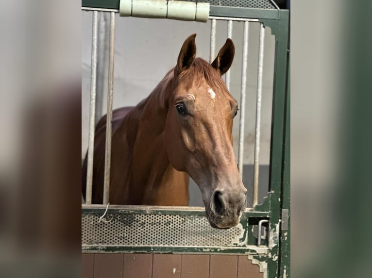 Cheval de Sport Belge Hongre 6 Ans 175 cm Alezan in Zutendaal