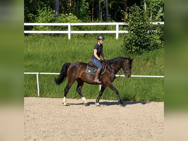 Cheval de Sport Belge Hongre 7 Ans 164 cm Bai brun in Pelmberg