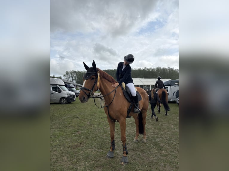 Cheval de Sport Belge Hongre 7 Ans 168 cm Alezan in Dalhem