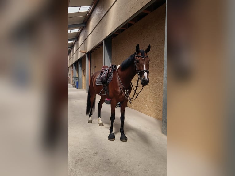 Cheval de Sport Belge Hongre 7 Ans 170 cm Bai in Haag