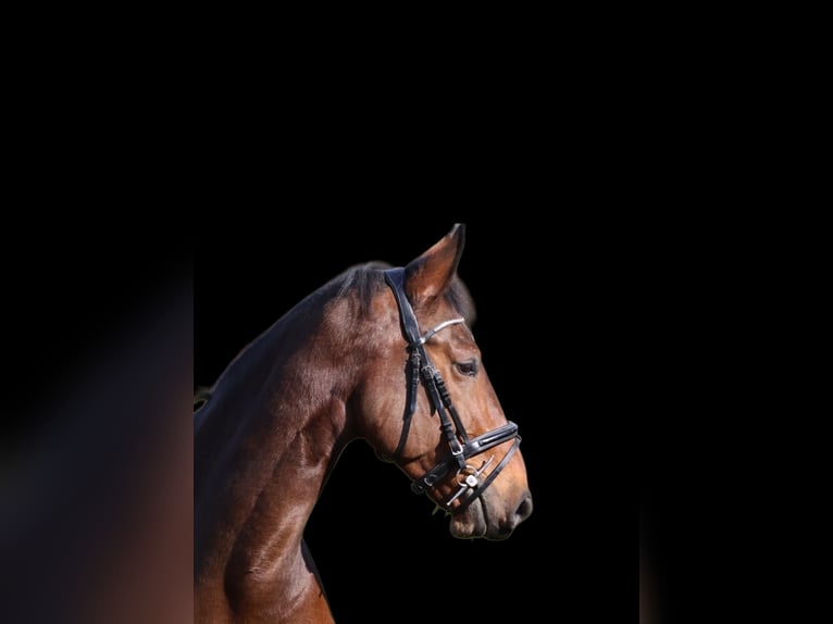 Cheval de Sport Belge Hongre 7 Ans 170 cm Bai in Tillmitsch