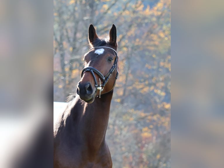 Cheval de Sport Belge Hongre 7 Ans 170 cm Bai in Tillmitsch