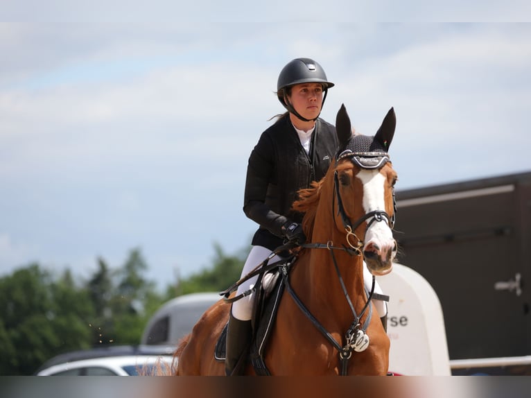 Cheval de Sport Belge Hongre 7 Ans Alezan in Dingolfing