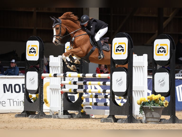Cheval de Sport Belge Hongre 7 Ans Alezan in Dingolfing