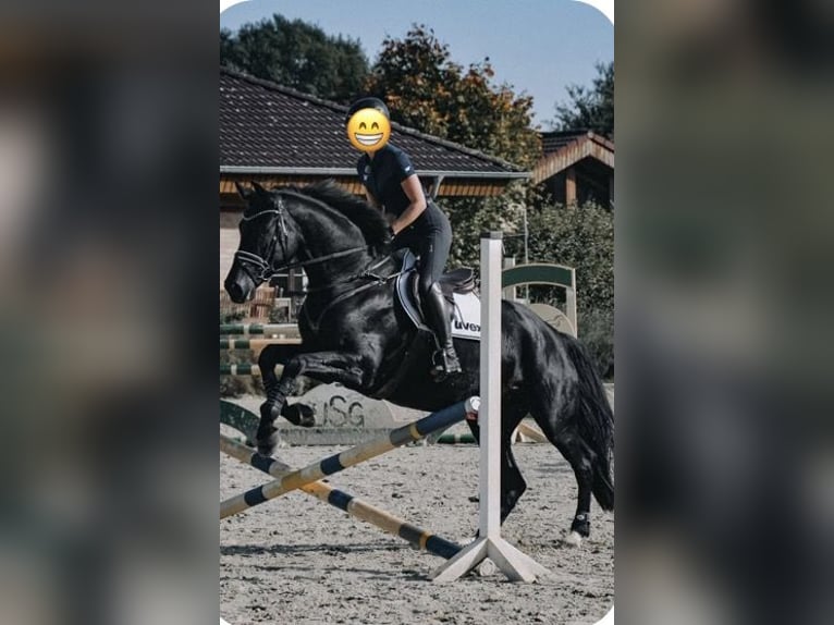 Cheval de Sport Belge Hongre 8 Ans 165 cm Noir in Hatten
