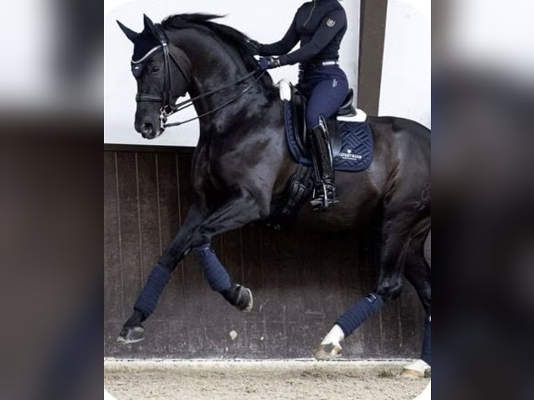 Cheval de Sport Belge Hongre 8 Ans 165 cm Noir in Hatten