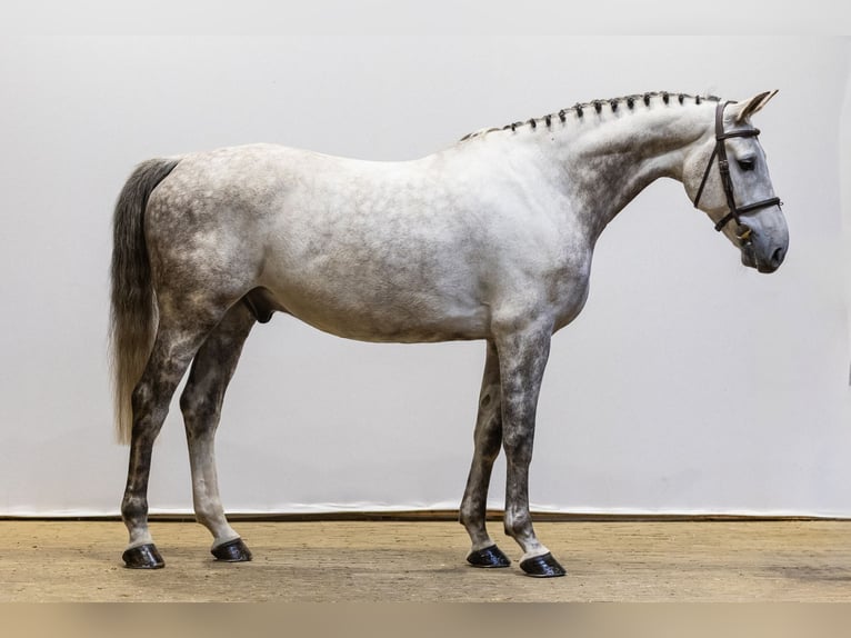 Cheval de Sport Belge Hongre 8 Ans 166 cm Gris in Waddinxveen