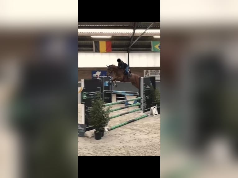 Cheval de Sport Belge Hongre 8 Ans 170 cm Bai in Wuustwezel