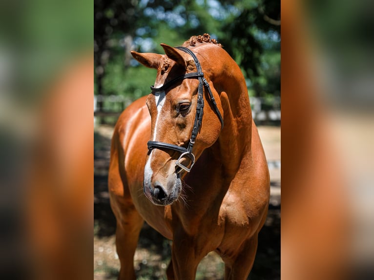 Cheval de Sport Belge Hongre 8 Ans 172 cm Alezan in Loipersbach im Burgenland
