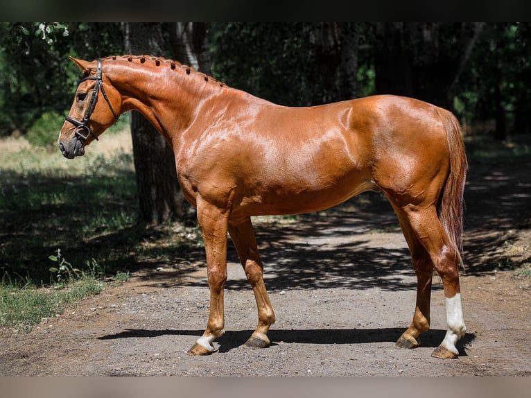 Cheval de Sport Belge Hongre 8 Ans 172 cm Alezan in Loipersbach im Burgenland
