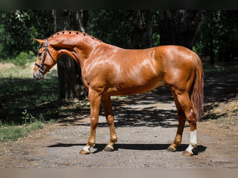 Cheval de Sport Belge Hongre 8 Ans 172 cm Alezan in Loipersbach im Burgenland