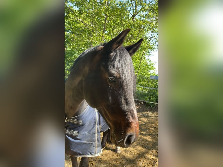 Cheval de Sport Belge Hongre 9 Ans 168 cm Bai brun in Großostheim