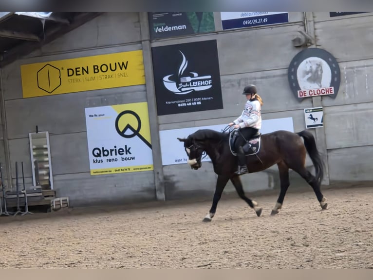 Cheval de Sport Belge Hongre 9 Ans 170 cm Bai brun in Wervik