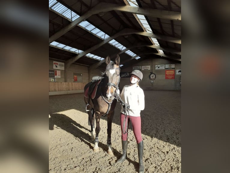 Cheval de Sport Belge Hongre 9 Ans 170 cm Bai brun in Wervik