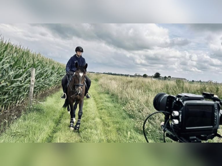 Cheval de Sport Belge Hongre 9 Ans 170 cm Bai brun in Wervik