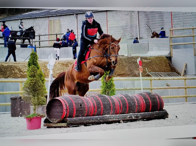 Cheval de Sport Belge Hongre 9 Ans 171 cm Alezan brûlé in Rue de l orient n 18