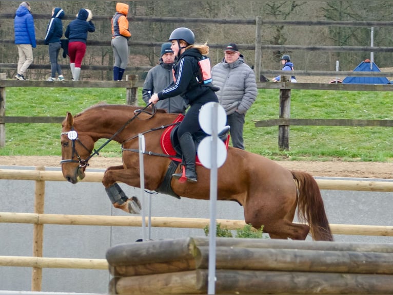 Cheval de Sport Belge Hongre 9 Ans 171 cm Alezan brûlé in Rue de l orient n 18