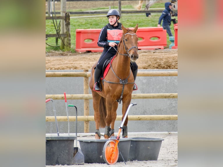 Cheval de Sport Belge Hongre 9 Ans 171 cm Alezan brûlé in Rue de l orient n 18