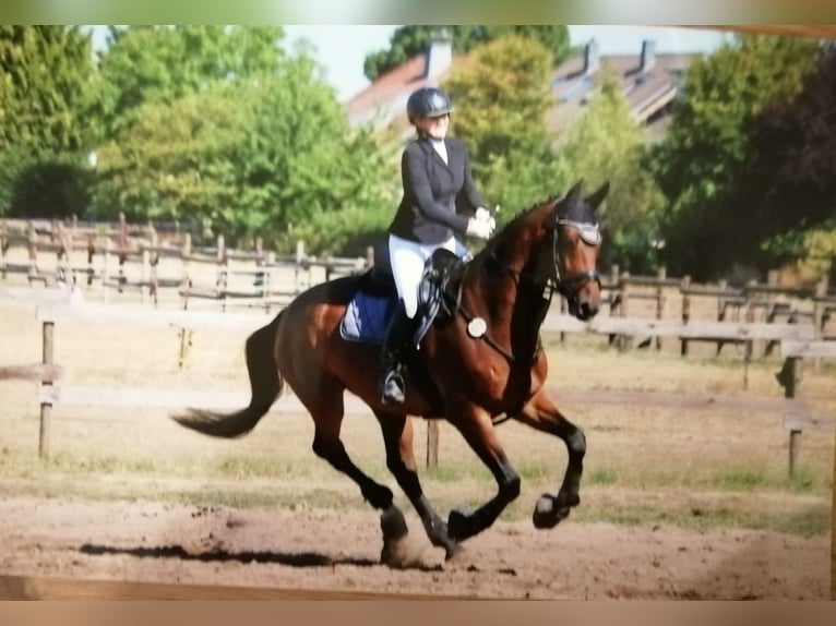 Cheval de Sport Belge Hongre 9 Ans 178 cm Bai brun in Düren