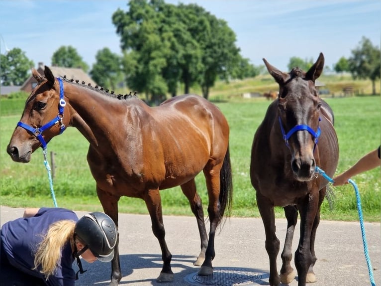 Cheval de Sport Belge Croisé Jument 11 Ans 161 cm Bai in Kaldenkirchen