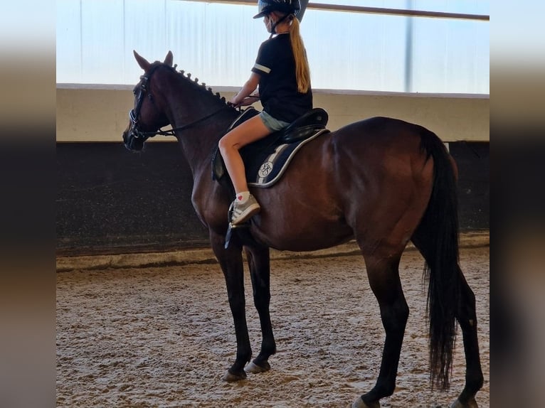 Cheval de Sport Belge Croisé Jument 11 Ans 161 cm Bai in Kaldenkirchen