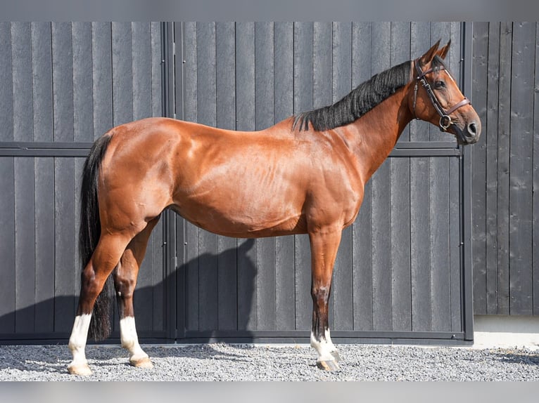 Cheval de Sport Belge Jument 11 Ans 164 cm Bai cerise in Firenze