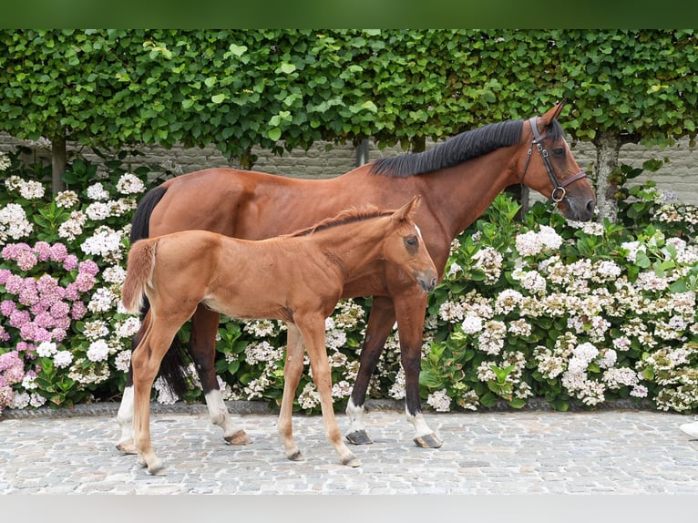 Cheval de Sport Belge Jument 11 Ans 164 cm Bai cerise in Firenze