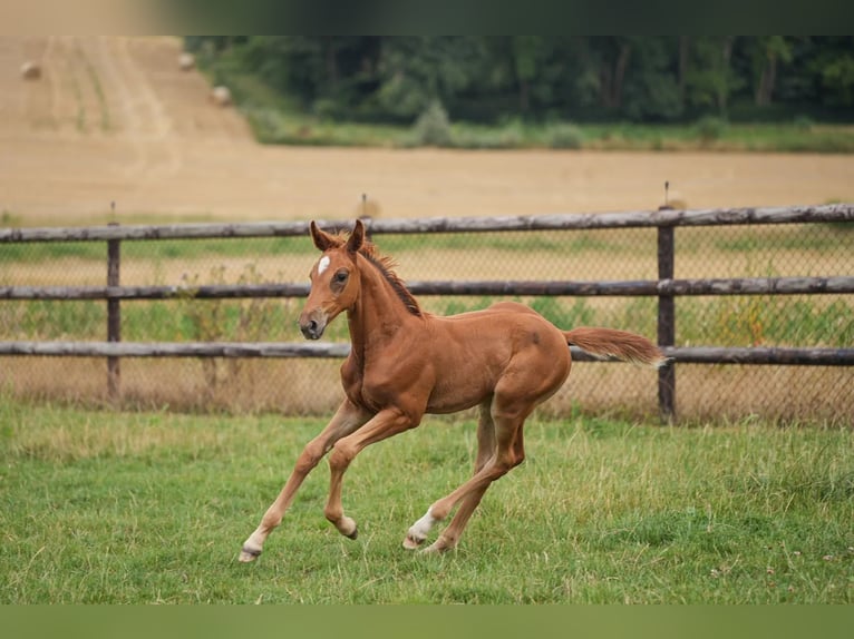 Cheval de Sport Belge Jument 11 Ans 164 cm Bai cerise in Firenze