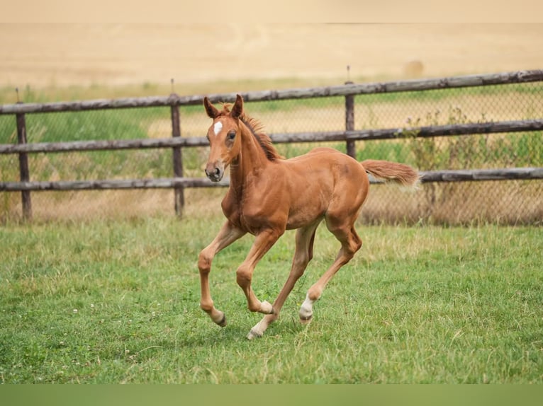 Cheval de Sport Belge Jument 11 Ans 164 cm Bai cerise in Firenze