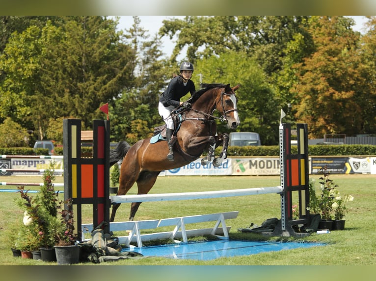 Cheval de Sport Belge Jument 13 Ans 168 cm Bai cerise in Tök