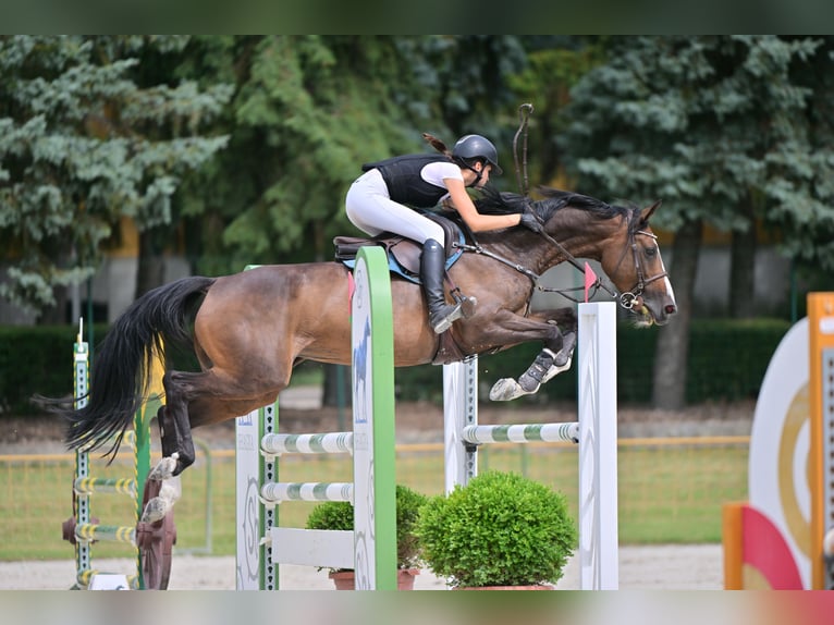 Cheval de Sport Belge Jument 13 Ans 168 cm Bai cerise in Tök