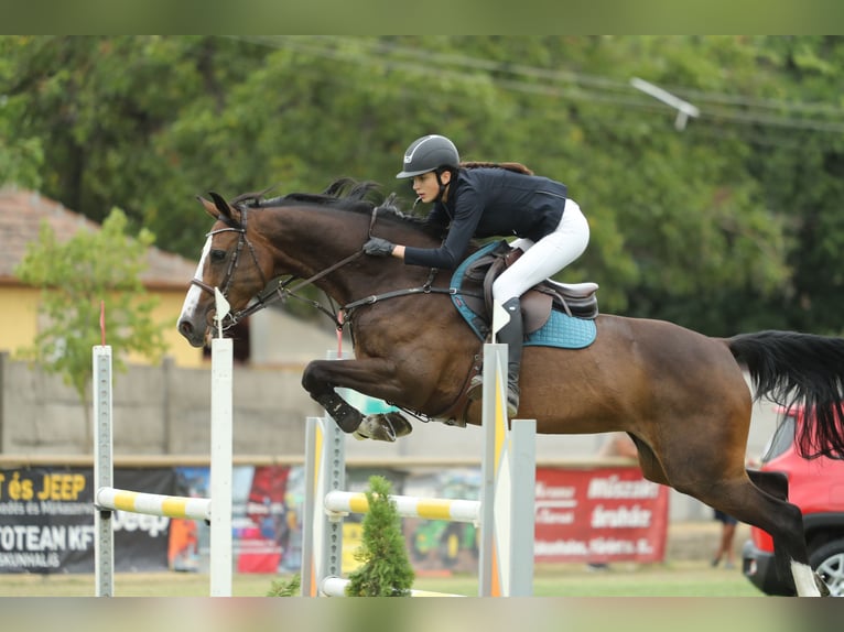 Cheval de Sport Belge Jument 13 Ans 168 cm Bai cerise in Tök