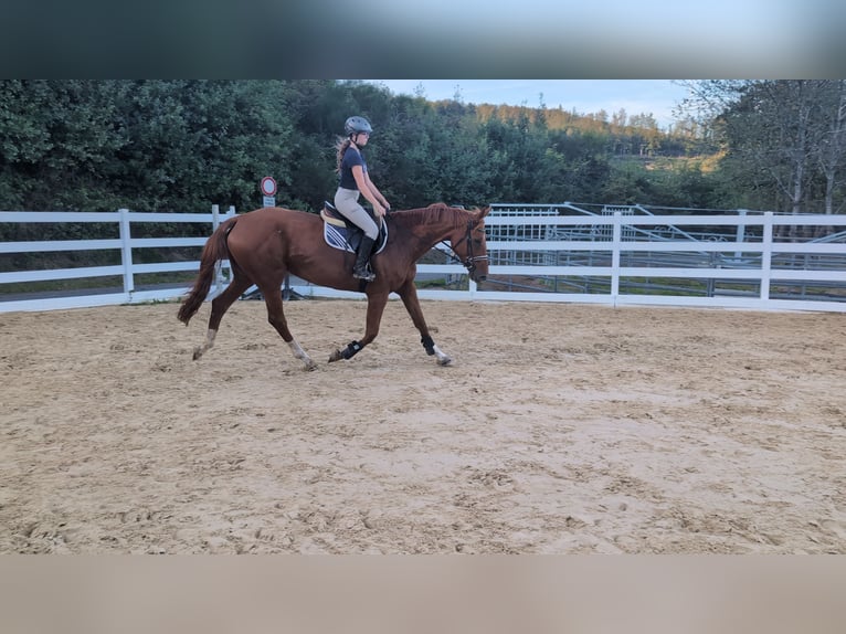 Cheval de Sport Belge Jument 13 Ans 173 cm Alezan in Morsbach