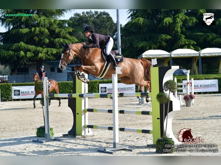 Cheval de Sport Belge Jument 13 Ans Alezan in Uetersen