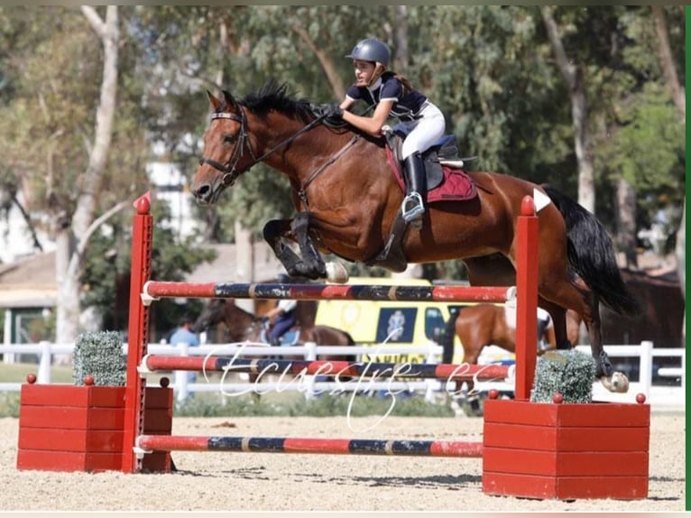 Cheval de Sport Belge Jument 14 Ans 168 cm Bai in Nohales